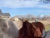Sixteen-month-old girl has a heart-warming interaction with three horses in sweet video