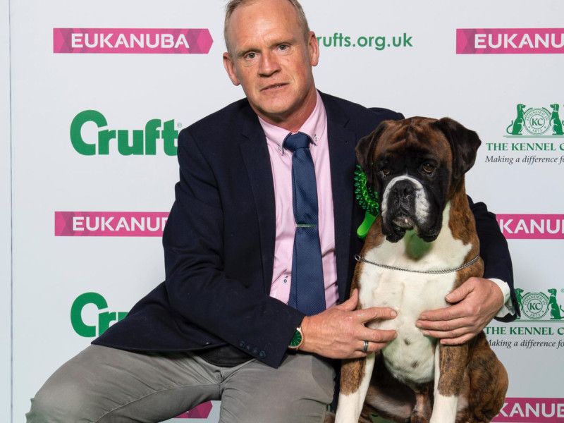 Boxer store dog crufts